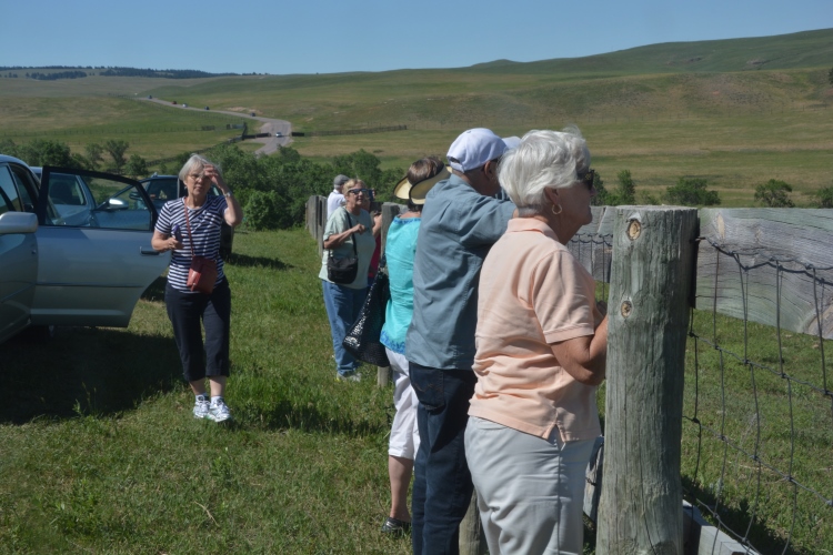 watching the buffalo